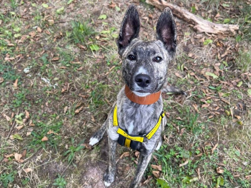Felicity, lurcher for adoption in Telford