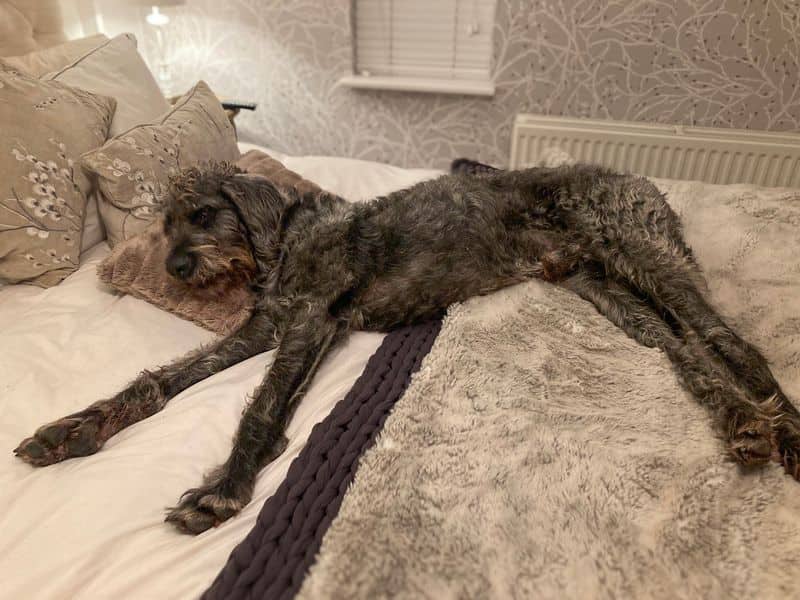 Alfie, photo 5