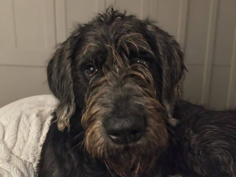 Alfie, photo 3