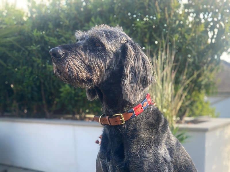 Alfie, photo 4