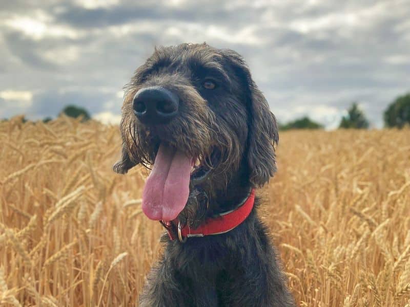 Alfie, crossbreed for adoption in Wickford