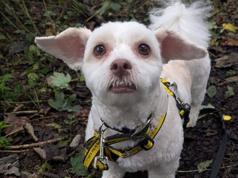 Teddie, bichon frise cross for adoption in Mid and East Antrim