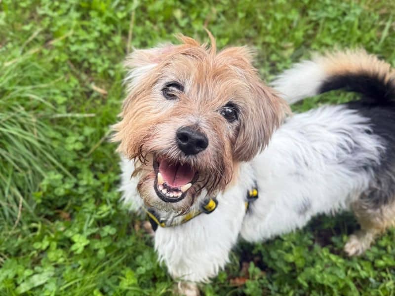 Woody & Jessie, jack russell terrier cross for adoption in Telford