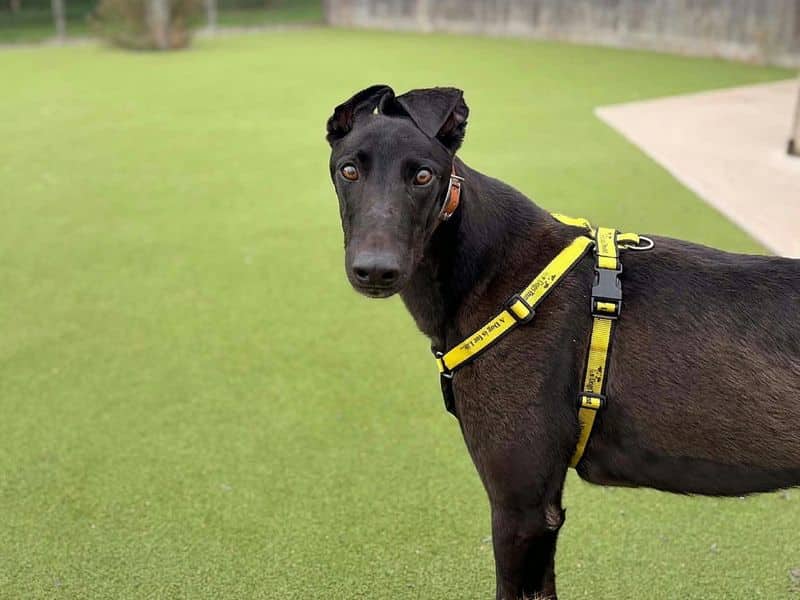 Raphael, greyhound for adoption in Evesham