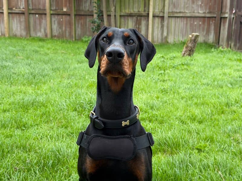 Rae, dobermann for adoption in Bridgend