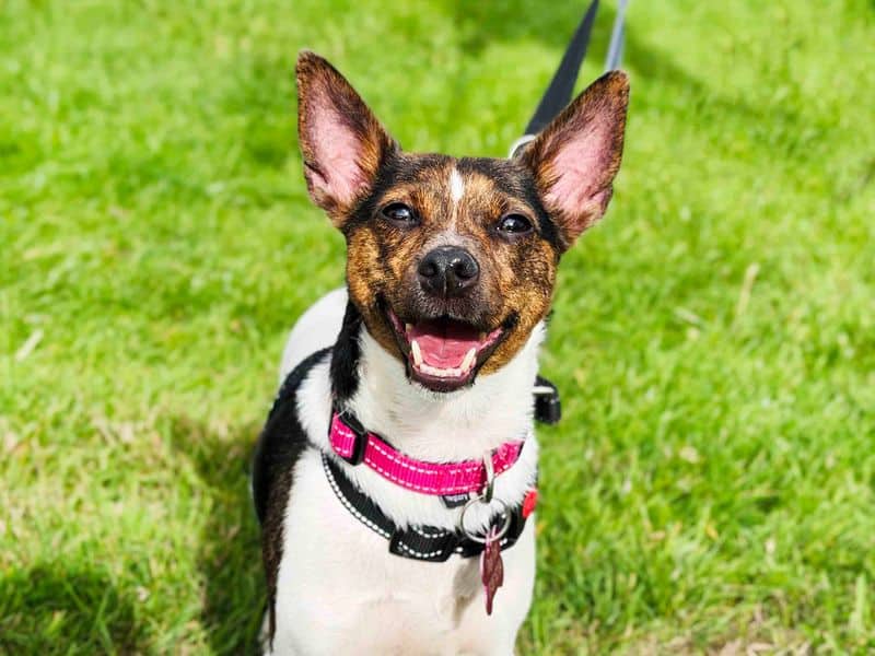 Poppy, jack russell terrier for adoption in Leeds