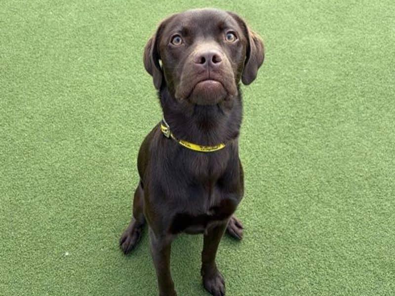 Paddy, border collie cross for adoption in Cardiff