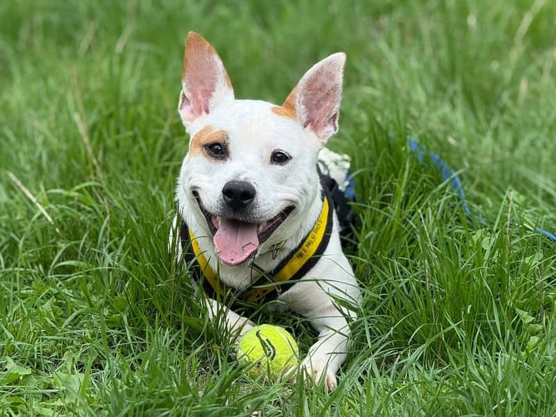 Lumi, staffordshire bull terrier cross for adoption in Telford