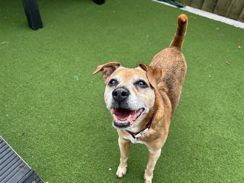 George, patterdale terrier for adoption in Cardiff
