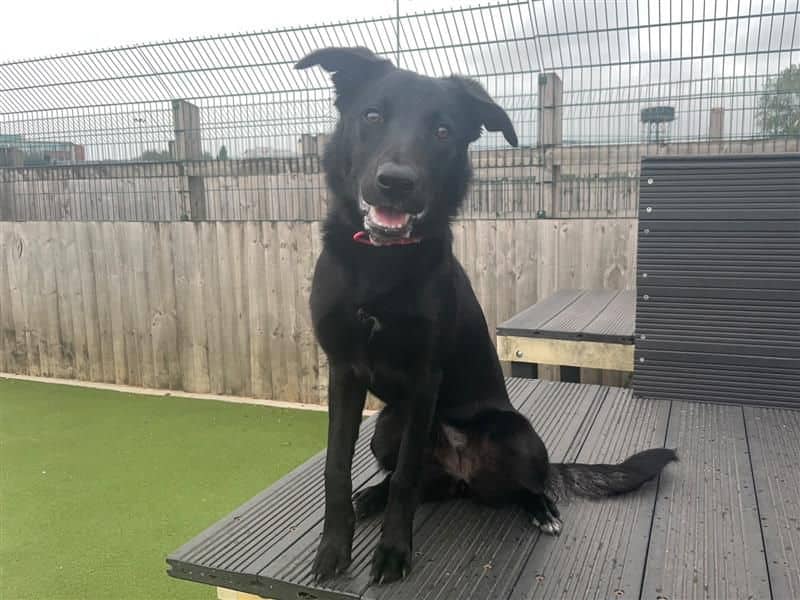 Uma, border collie for adoption in Cardiff