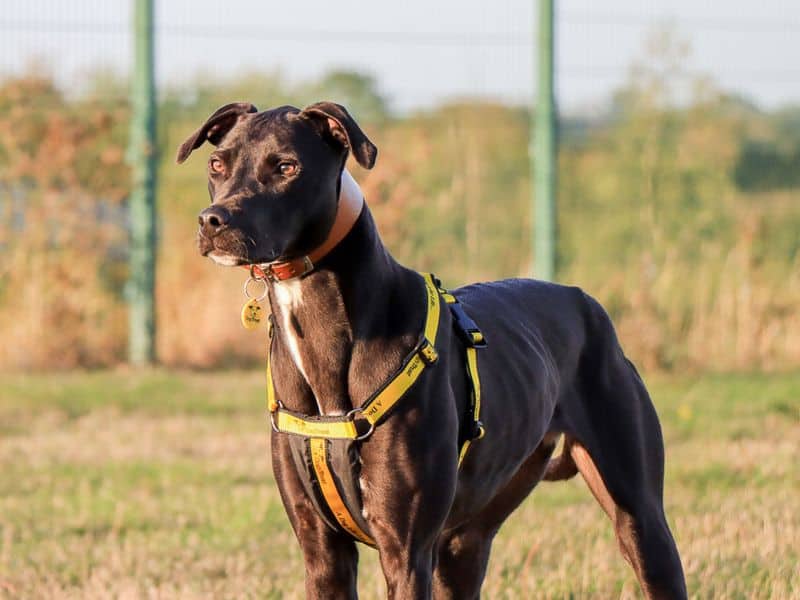 Rosa, lurcher for adoption in Evesham