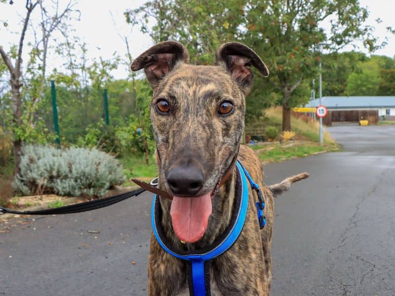 James, greyhound for adoption in Evesham