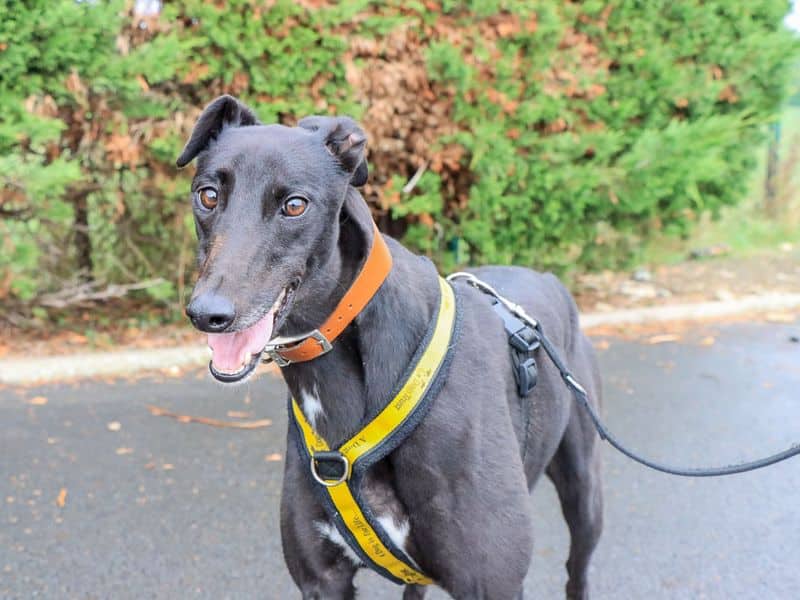 Holly, greyhound for adoption in Evesham