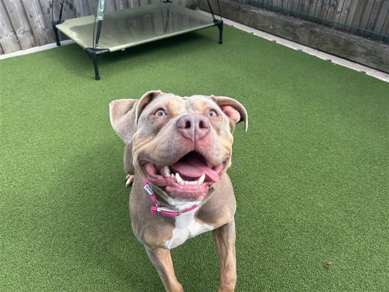 Nelly, american bulldog for adoption in Cardiff