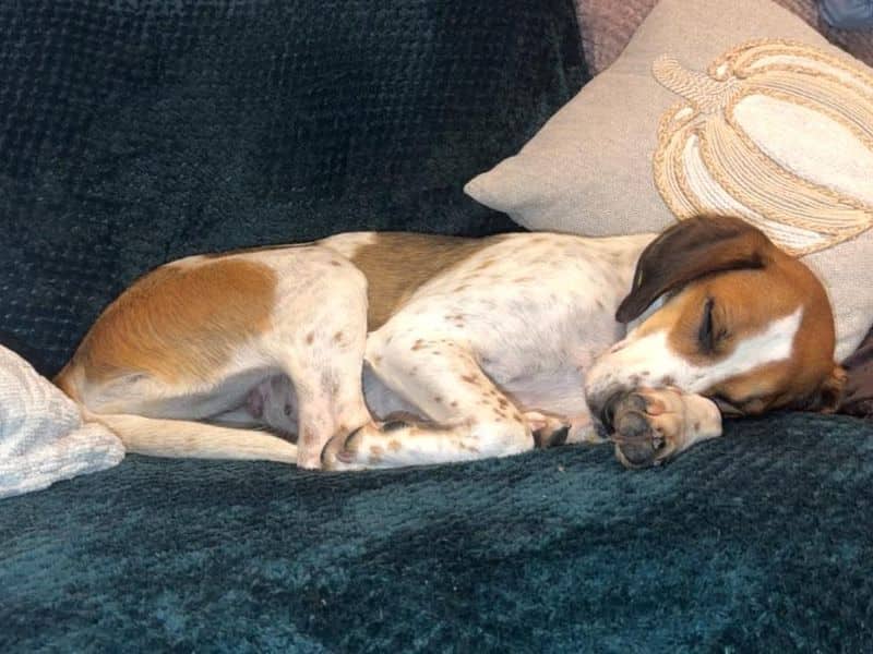 Minnie Trailhound, photo 2