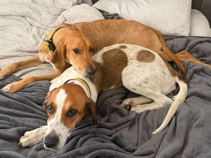 Minnie Trailhound, trailhound for adoption in London