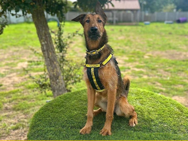 Marigold, airedale terrier cross for adoption in Breckland