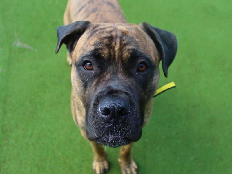 Ivan, mastiff for adoption in Denton