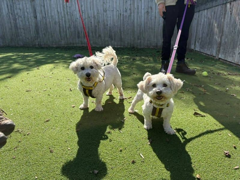 Buggsy, bichon frise for adoption in Wymeswold