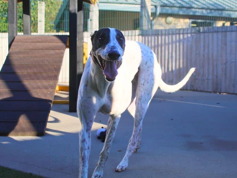 Felix, greyhound for adoption in Denton