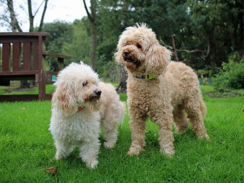 Buddy, miniature poodle for adoption in Huyton
