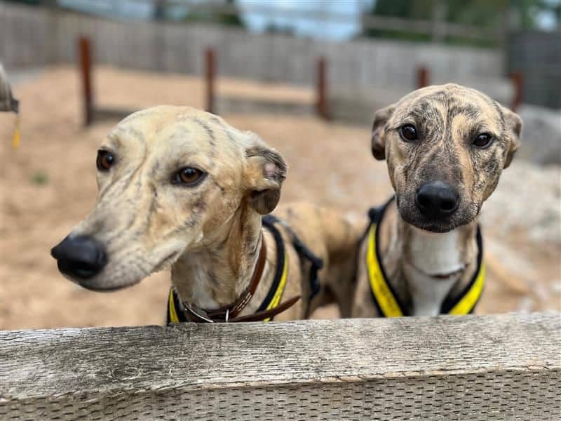 Ben & Jerry, lurcher for adoption in Cardiff