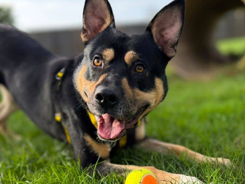 Rocko, alaskan malamute cross for adoption in London