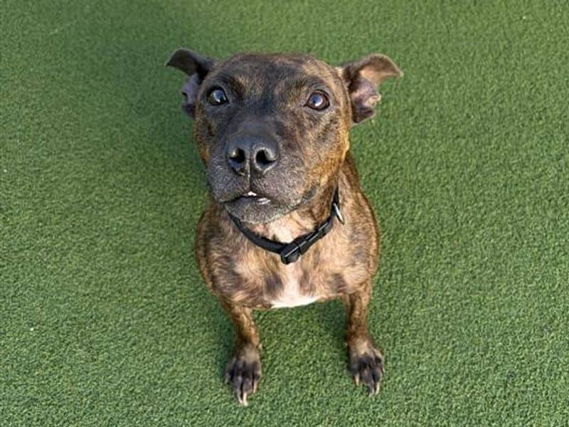 Pippa, staffordshire bull terrier cross for adoption in Cardiff