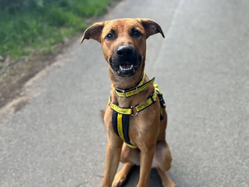 Krypto, crossbreed for adoption in Breckland