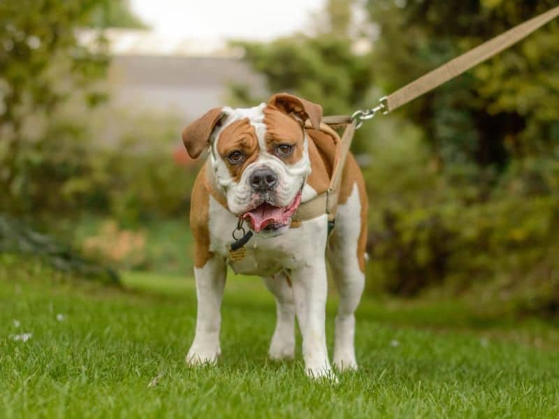 Nala, bulldog for adoption in Kenilworth