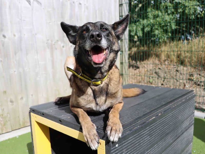 Maggie, malinois belgian shepherd dog for adoption in Sadberge