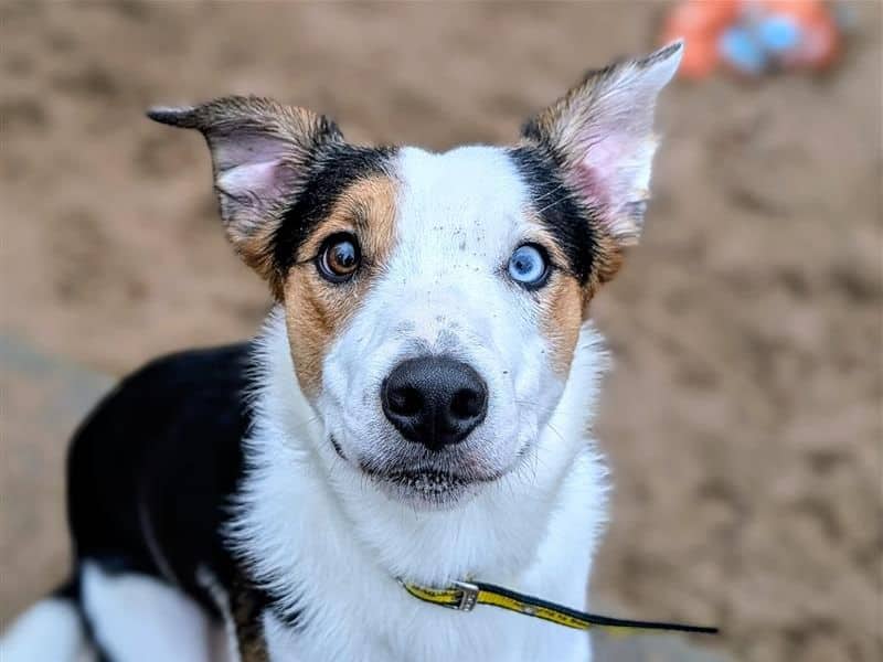 Collie-Flower, border collie cross for adoption in Cardiff