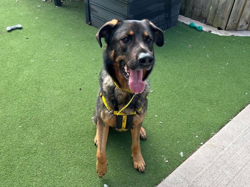 Bramble, german shepherd dog cross for adoption in Cardiff