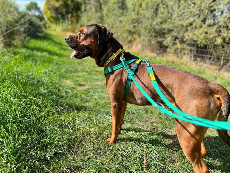 Paddy, rhodesian ridgeback cross for adoption in Newton Tony