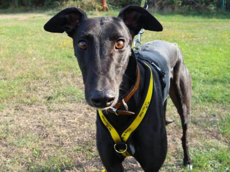 Vinny, greyhound for adoption in London