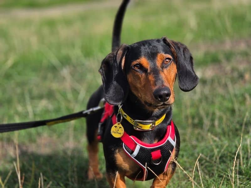 Reggie, smooth haired dachshund for adoption in Evesham