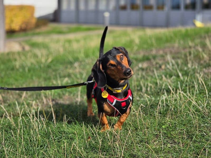 Reggie, photo 2