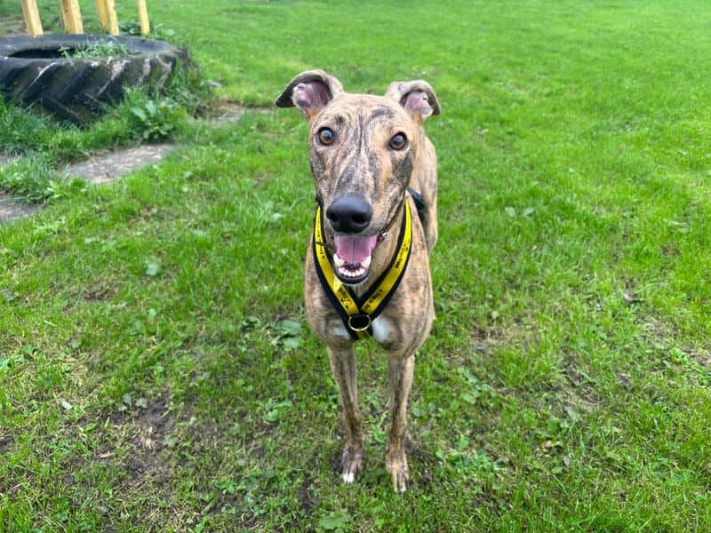 Loosey Goosey Longlegs, greyhound for adoption in West Calder