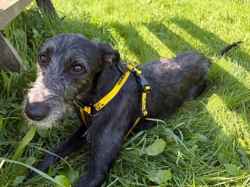Saffy, lurcher for adoption in Bridgend