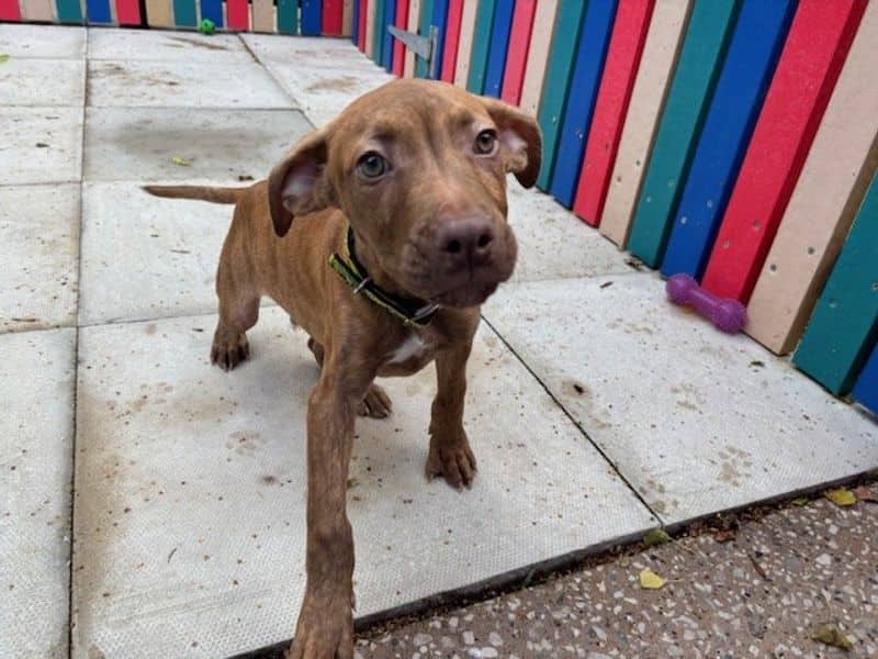 Skywalker, american bulldog for adoption in Huyton