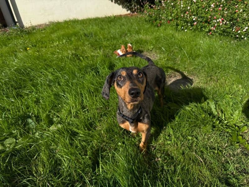 Myrtle, smooth haired dachshund for adoption in Bridgend