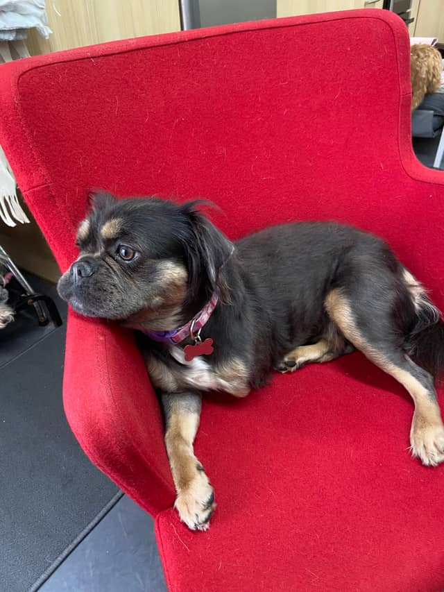 Rescue Dogs, Cats & Rabbits in Leicester | LocalPetFinder