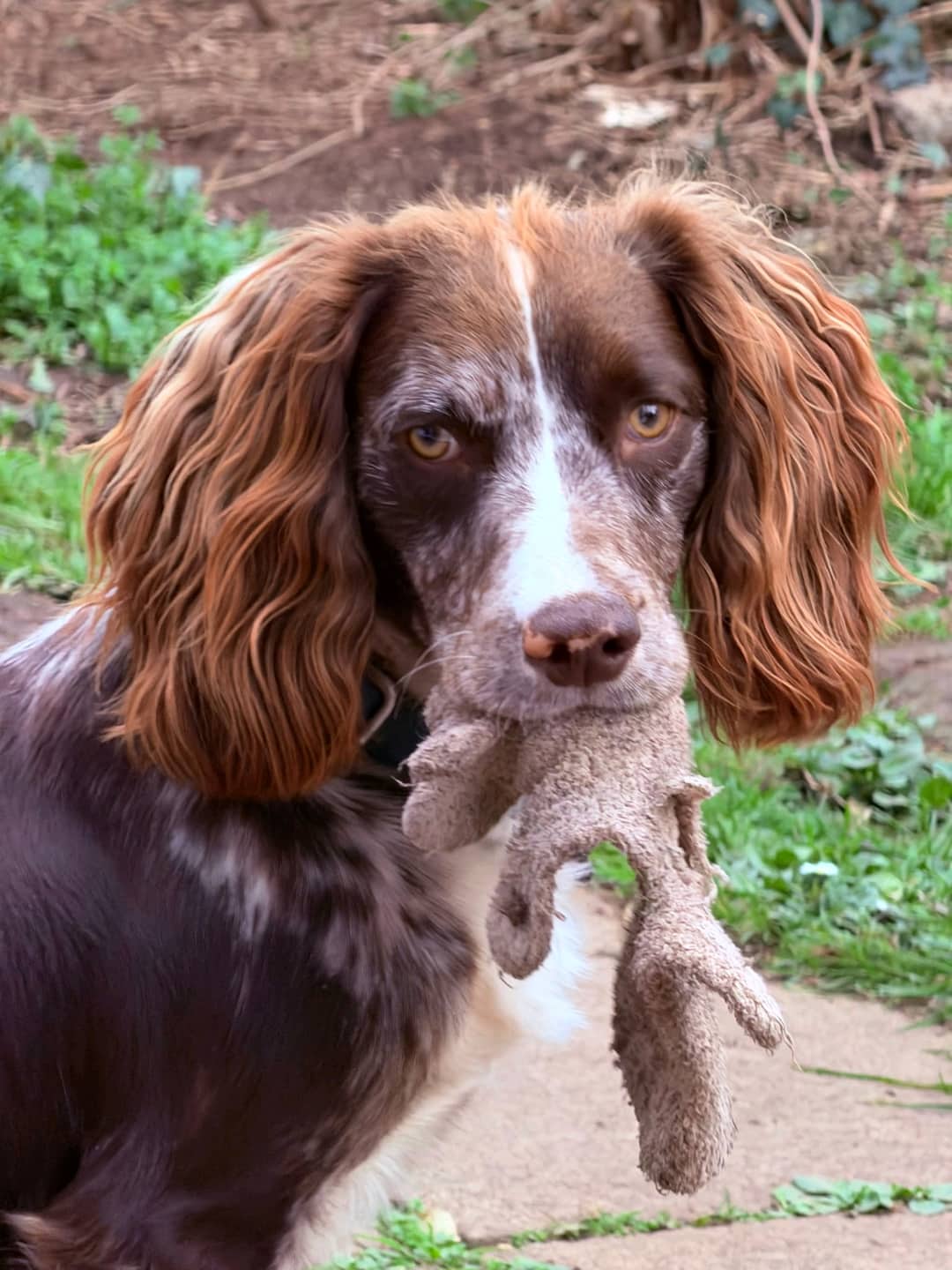 Rescue Dogs, Cats & Rabbits in Leicester | LocalPetFinder