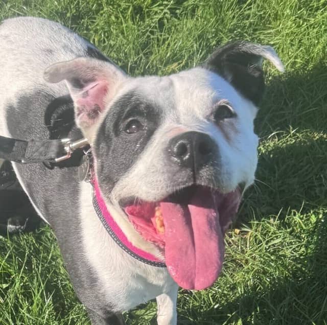 Dog Rescue & Rehoming England: 1,100+ Dogs | LocalPetFinder