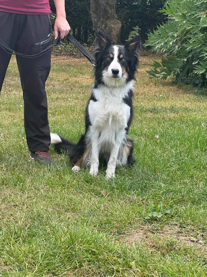 Rescue Dogs, Cats & Rabbits in Leeds | LocalPetFinder