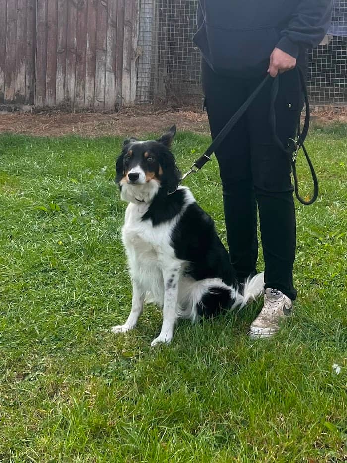 Rescue Dogs, Cats & Rabbits in Leeds | LocalPetFinder