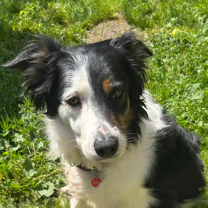 Dog Rescue & Rehoming Sheffield: 80+ Dogs | LocalPetFinder