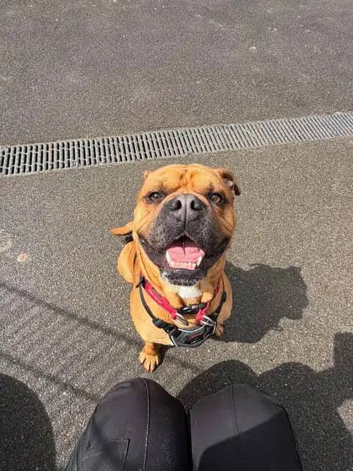 Rocky - Bulldog X, photo 2