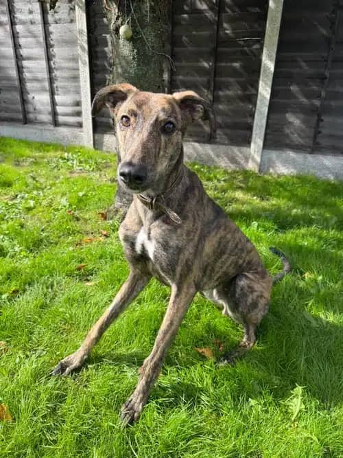 Klaus, lurcher for adoption in Coven