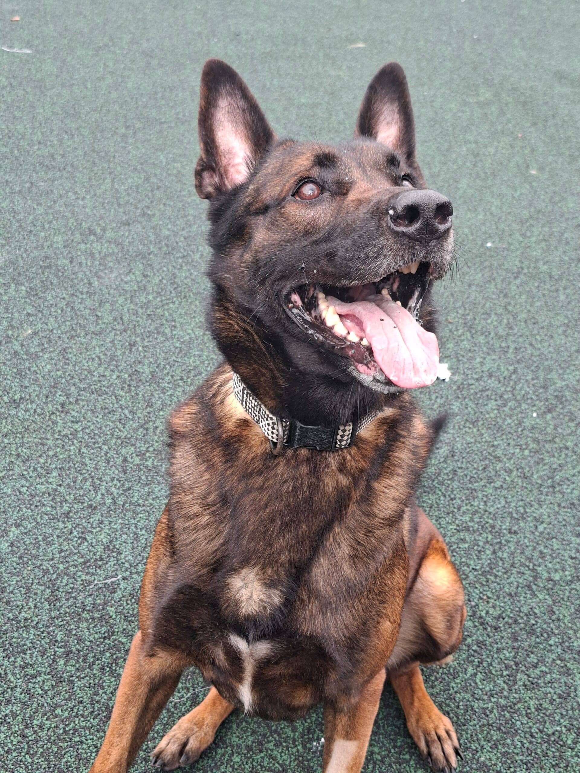 Jax, photo 6